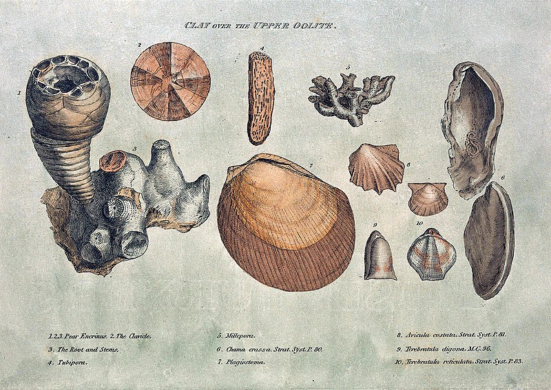 Smiths Fossilien